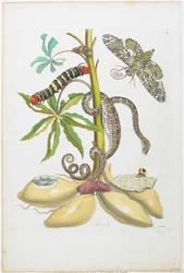 Schlange, Raupe, Schmetterling und Insekten auf Pflanze